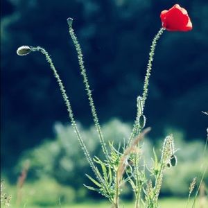 Meet your Posher, Lucian